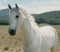 Shadowfax